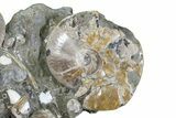Impressive, Fossil Ammonite Cluster - Madagascar #74850-6